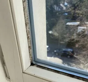 Schimmel Fensterfuge