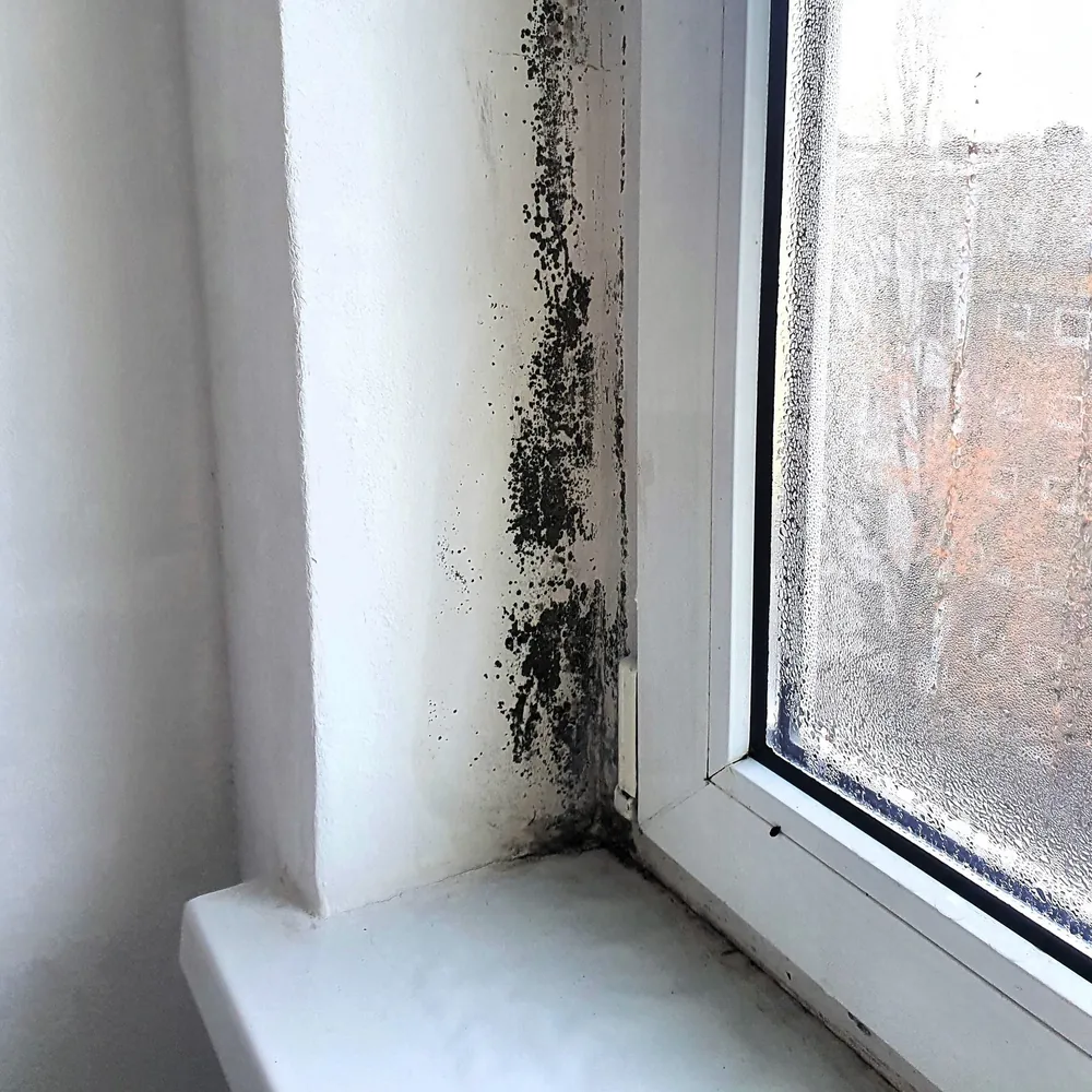 Schimmel an der Fensterlaibung einer Wohnung